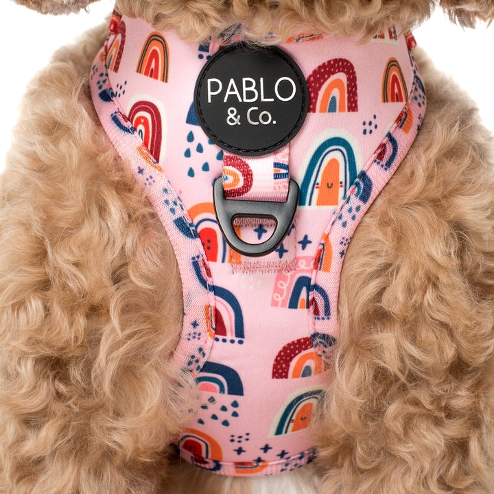 Pablo and outlet co harness