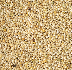 WHITE FRENCH MILLET